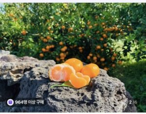 극조생 노지감귤 3kg 꼬마과