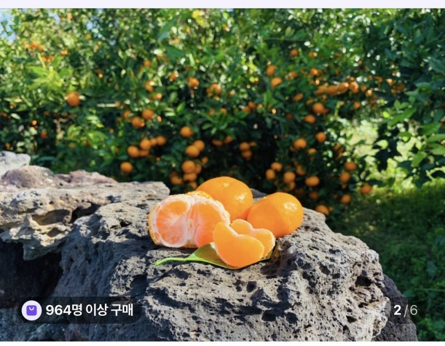 극조생 노지감귤 3kg 꼬마과