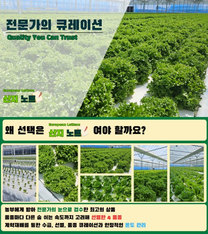 국내산 유러피안 상추 믹스 4종 1kg