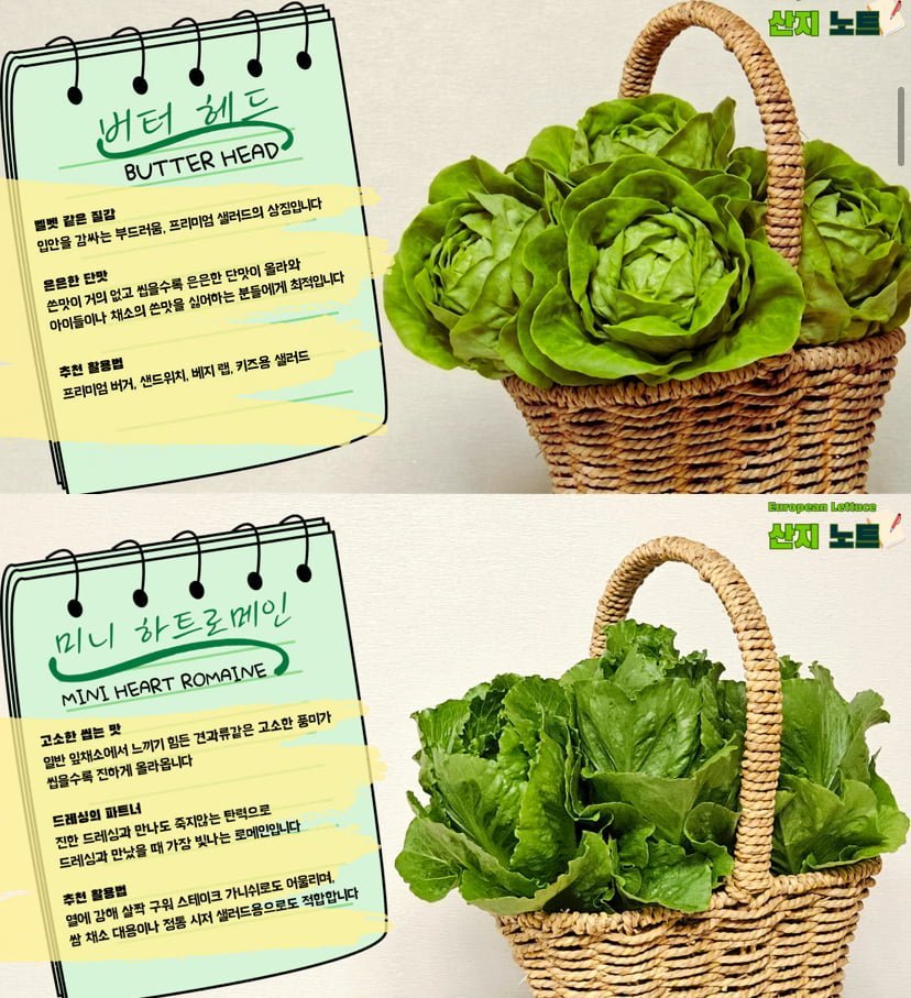 국내산 유러피안 상추 믹스 4종 1kg