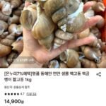 동해안 연안 생물 활 백고동 소소 1kg (55~65미)