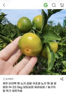 제주 타이벡 햇 노지 감귤 극조생 5kg 2S~M