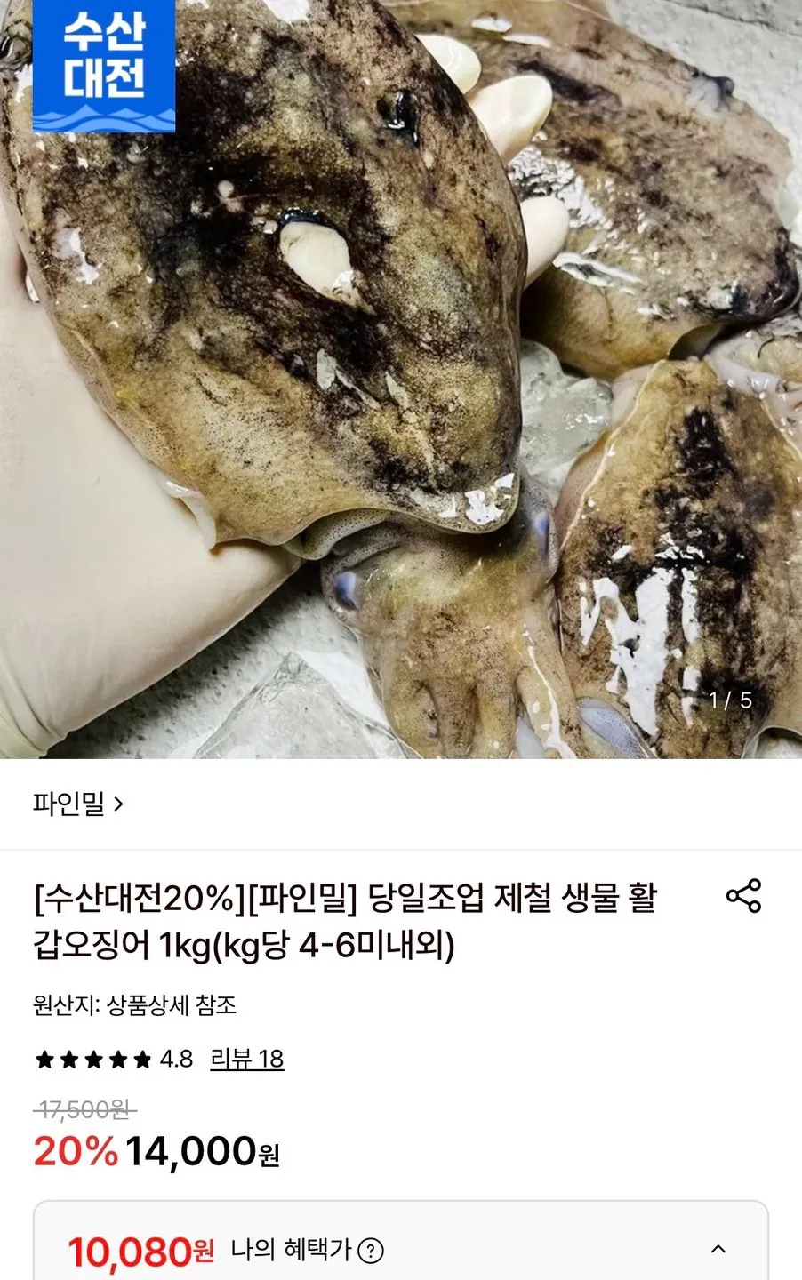 당일조업 제철 생물 갑오징어 1kg 4-6미