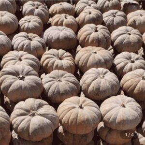 경북 영천 늙은호박 (6-7kg내외)