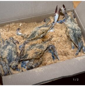 활 톱밥꽃게 3kg 12미 내외