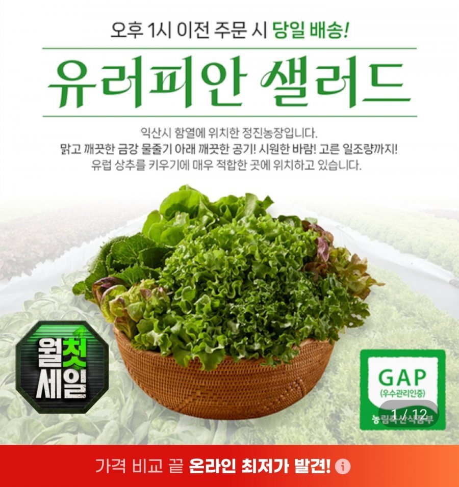 샐러드상추쌈채소 5~6종 1kg