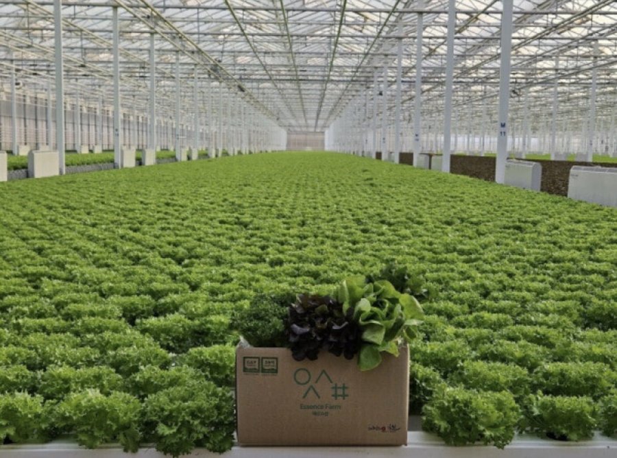 유러피안 샐러드 1kg 외 몬스터크랩