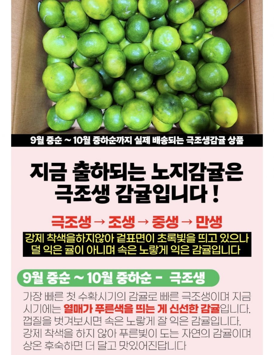 제주 극조생 감귤 4.5kg 대과