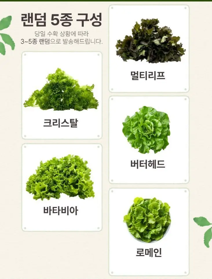당일수확 무농약 샐러드용 쌈채소 3~5종 믹스 1kg_스마트팜 재배