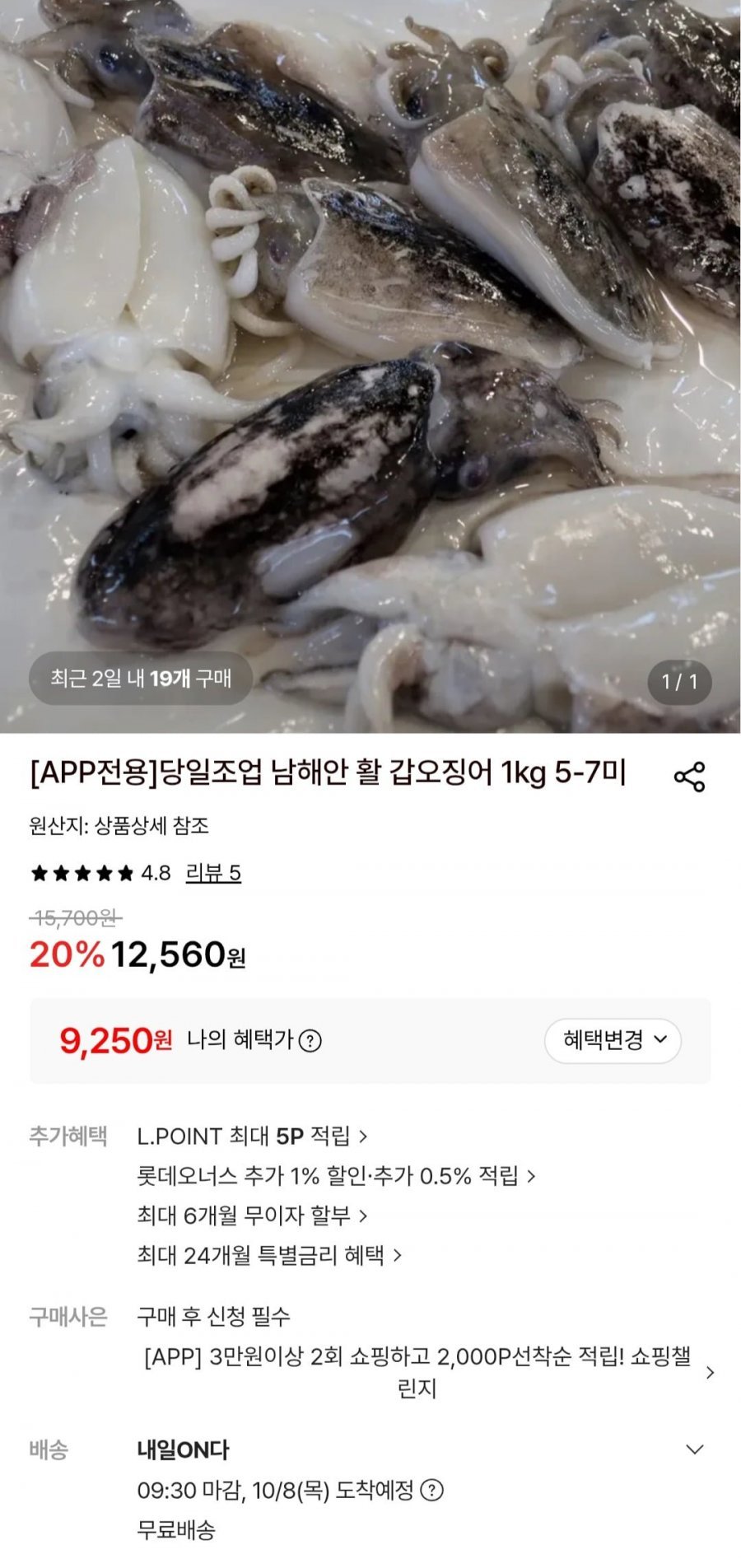 당일조업 남해안 활 갑오징어 1kg 5-7미