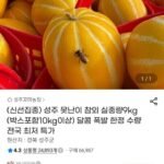 못난이 참외 실중량9kg