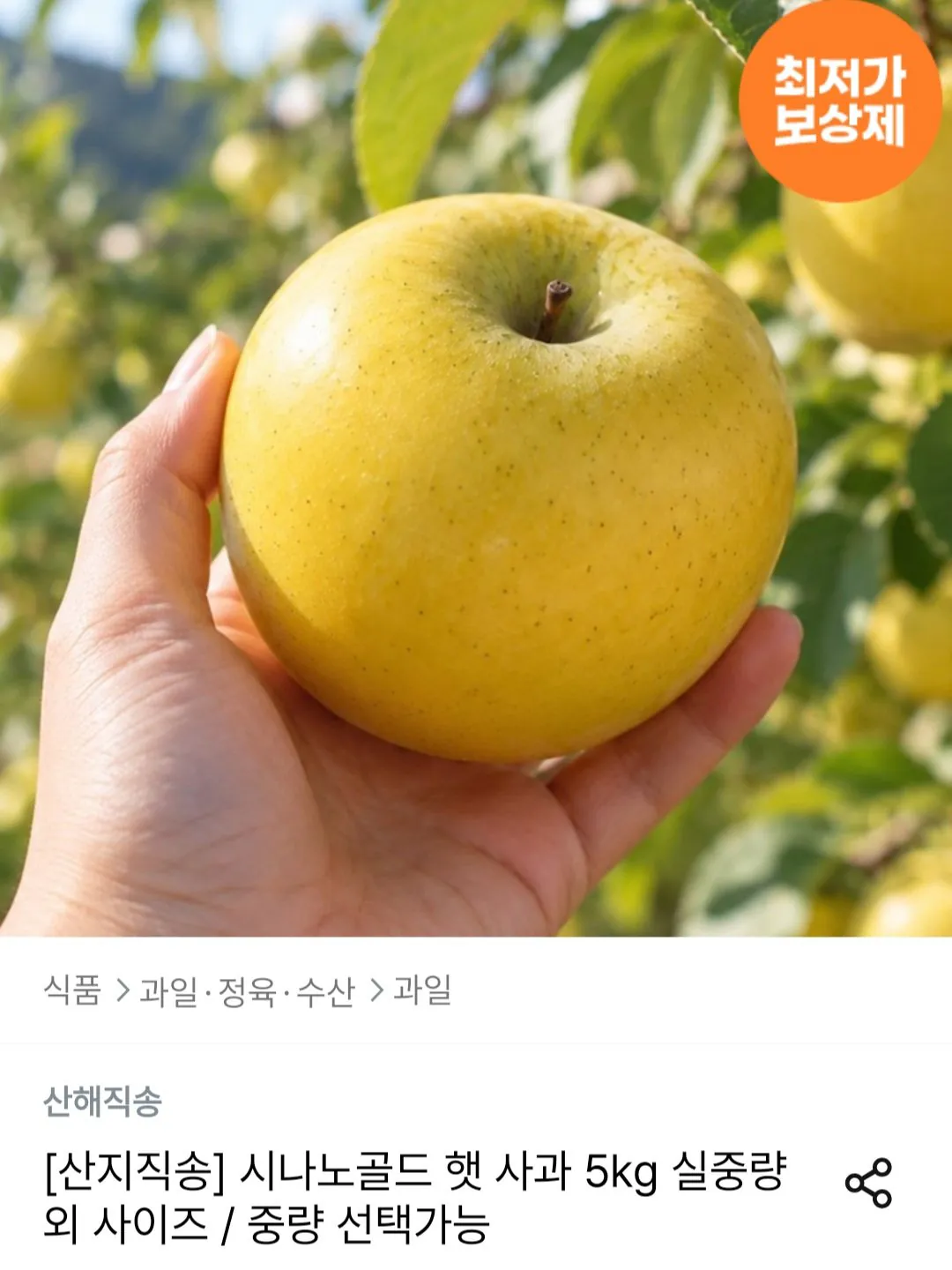 시나노골드 햇 사과 5kg 소과 23-28과 내외