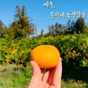 노지 조생 감귤 로얄과 3kg