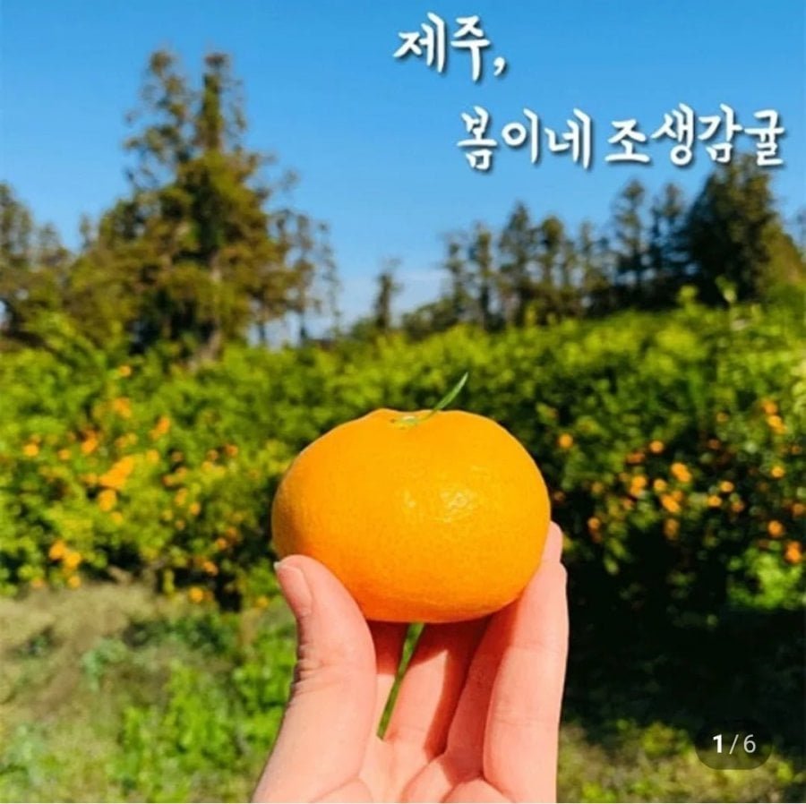 노지 조생 감귤 로얄과 3kg