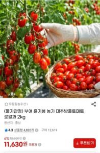 부여 대추방울토마토 로얄과 2kg