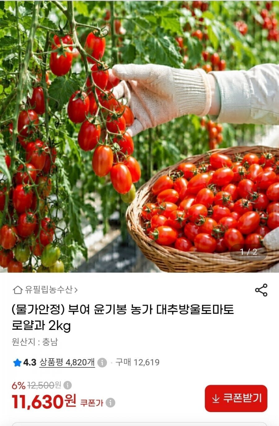 부여 대추방울토마토 로얄과 2kg