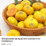 제주감귤농협 귤림원 감귤 4kg 벌크 중대과