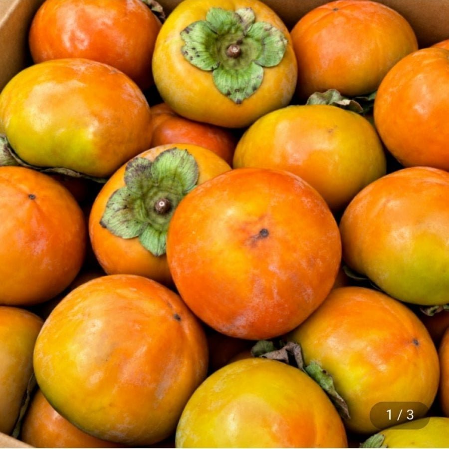 햇단감 5kg (30-35과)