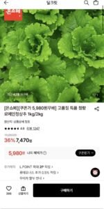 고품질 특품 정량 로메인청상추 1kg