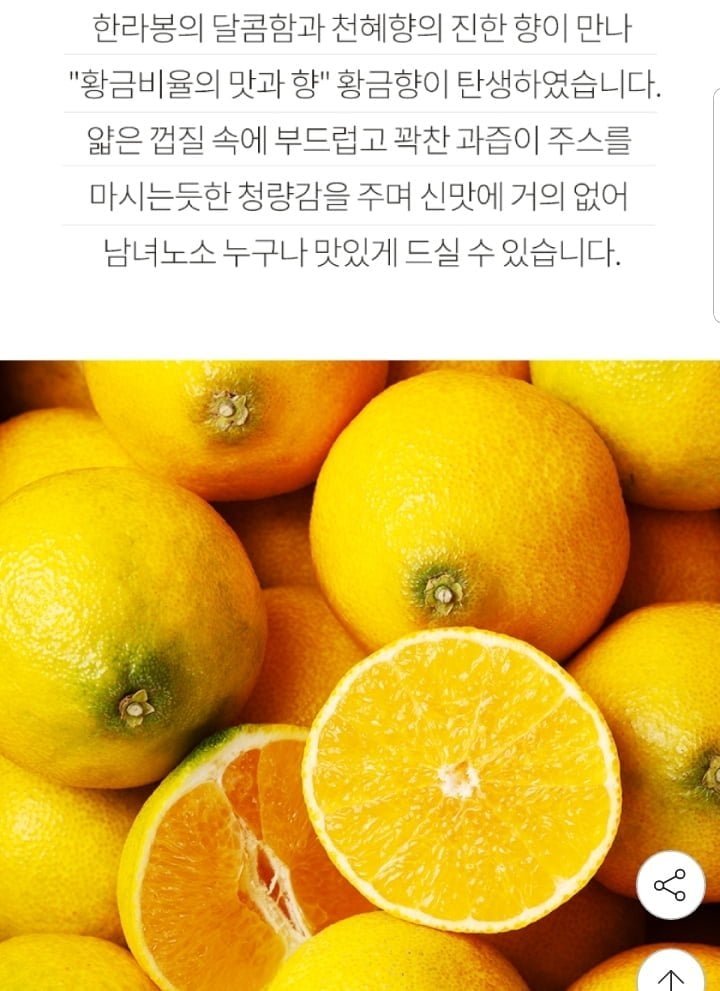 제주 고당도 황금향 4kg