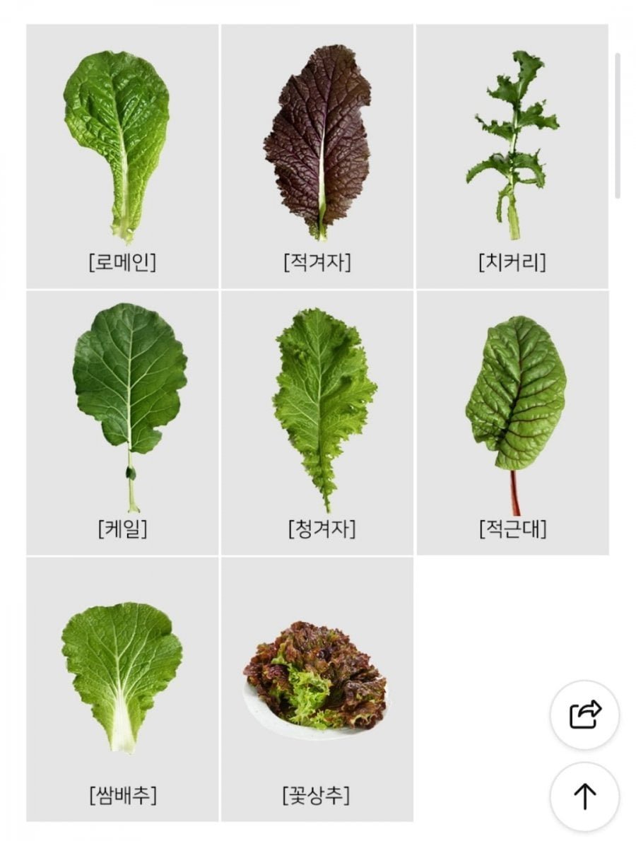 국산 쌈채소 모듬 4종 1kg