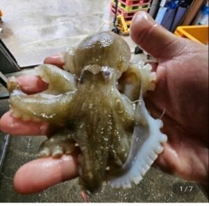 국내산 제철 활 주꾸미 1kg
