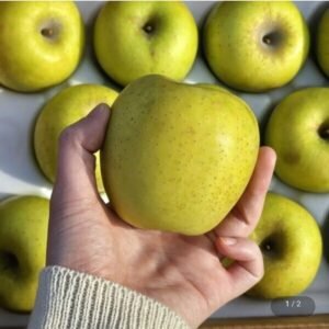 경북 시나노골드 황금사과 5kg 소과