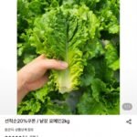 국내산 산지직송 낱장 로메인 2kg