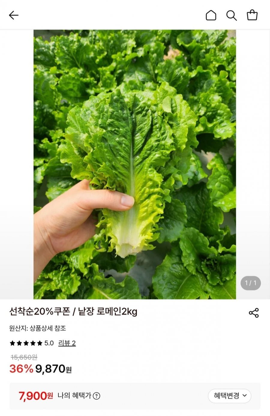 국내산 산지직송 낱장 로메인 2kg