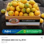 제주감귤농협 귤림원 감귤 4kg 중대과